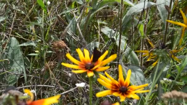 Mariposas Sientan Flores Silvestres Verano — Vídeo de stock