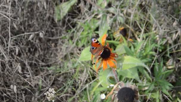 Schmetterlinge Sitzen Sommer Auf Wildblumen — Stockvideo