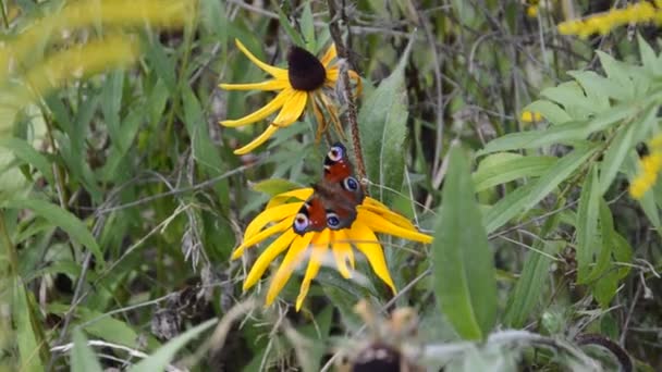 Πεταλούδες Κάθονται Αγριολούλουδα Καλοκαίρι — Αρχείο Βίντεο