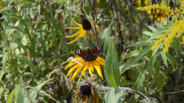 Butterflies Sit Wildflowers Summer — Stock Video