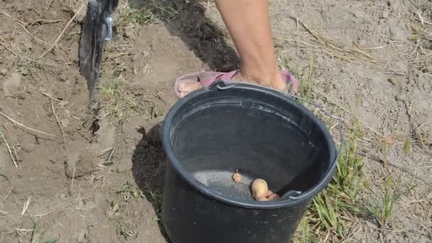 Femme Creuse Des Pommes Terre Avec Une Pelle Dans Jardin — Video