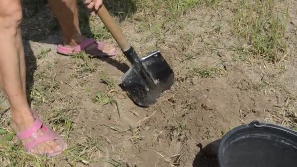 Frau Gräbt Kartoffeln Mit Schaufel Garten Aus — Stockvideo