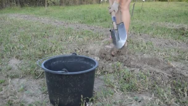 Жінка Копає Картоплю Лопатою Саду — стокове відео