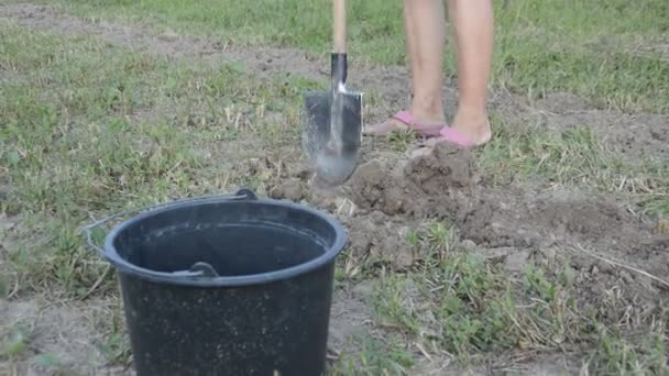 Woman Digs Potatoes Shovel Garden — Stock Video