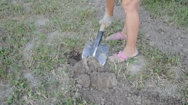 女性は庭にシャベルでジャガイモを掘る — ストック動画