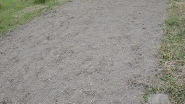 Terres Arables Pour Planter Des Sidérurgiques Dans Jardin — Video