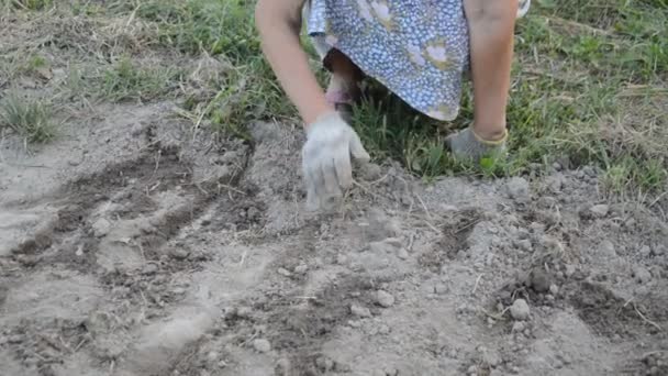 Vrouw Groeit Planten Tuin — Stockvideo