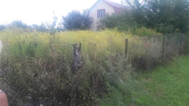 Die Katze Klettert Über Den Zaun Die Frau Geht Ihm — Stockvideo