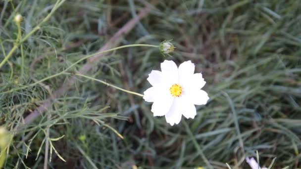 Flores Coloridas Silvestres Fundo Verde — Vídeo de Stock