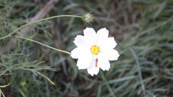 Yeşil Arka Planda Renkli Kır Çiçekleri — Stok video