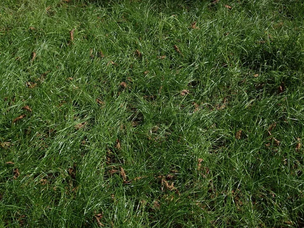 Текстура Зеленої Трави Парку — стокове фото