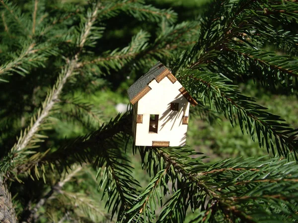 Maison Bois Sur Une Branche Épinette — Photo