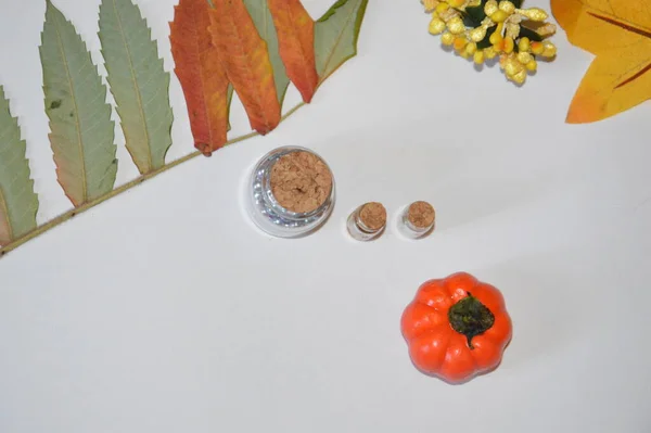 Herbst Stillleben Von Pflanzen Und Tieren Vor Dem Halloween — Stockfoto