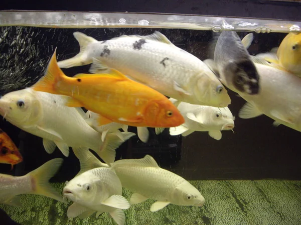 Gros Poissons Nagent Dans Aquarium Transparent — Photo