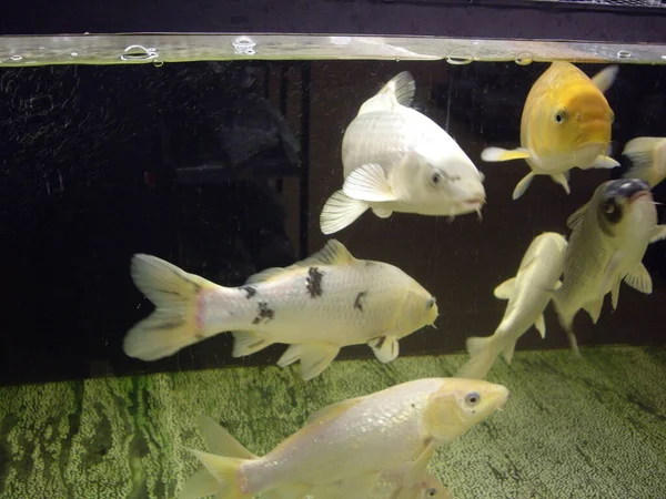 大鱼在透明的水族馆里游泳 — 图库照片