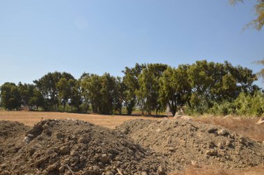 Yunanistan 'ın Rodos adasında yol boyunca ağaçlar