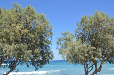 Yunanistan 'ın Rodos adasındaki Ege plajı boyunca ağaçlar yetişir