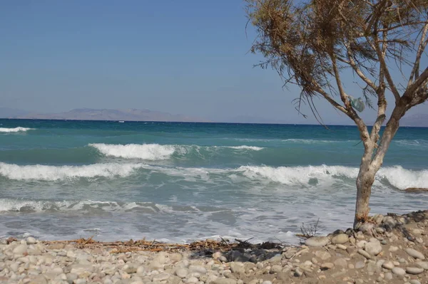 Los Árboles Crecen Largo Playa Del Egeo Isla Rodas Grecia —  Fotos de Stock