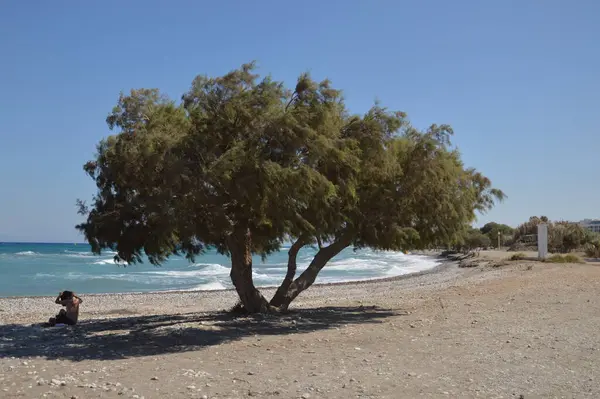 Stromy Rostou Podél Egejské Pláže Ostrově Rhodos Řecku — Stock fotografie