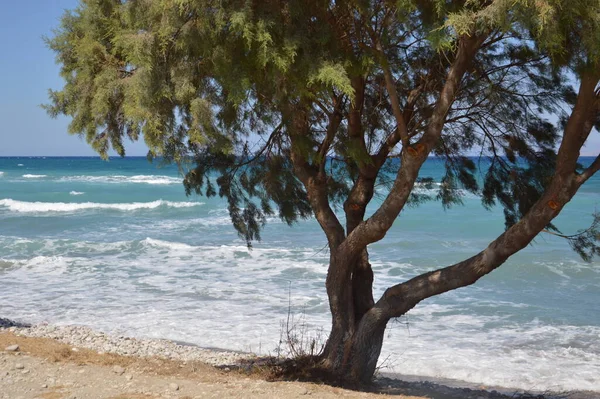 Деревья Растут Вдоль Берега Эгейского Моря Острове Родос Греции — стоковое фото