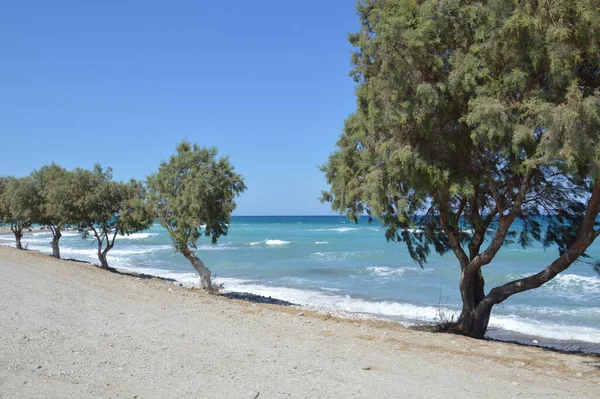 Bomen Groeien Langs Het Egeïsche Strand Het Eiland Rhodos Griekenland — Stockfoto