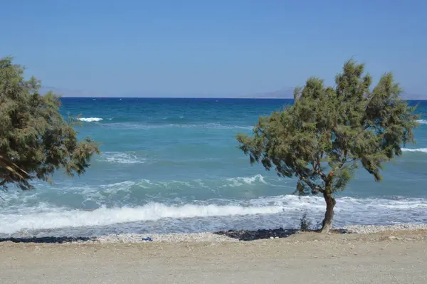 Bomen Groeien Langs Het Egeïsche Strand Het Eiland Rhodos Griekenland — Stockfoto