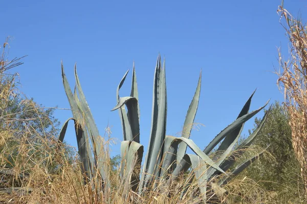 Cactus Crece Isla Rodas Grecia —  Fotos de Stock