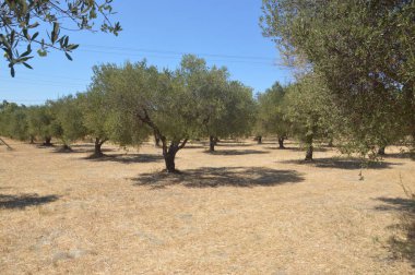 Yunanistan 'ın Rodos adasında zeytin bahçesi