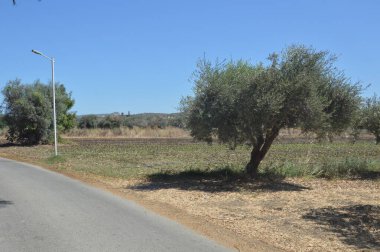 Yunanistan 'ın Rodos adasında zeytin bahçesi