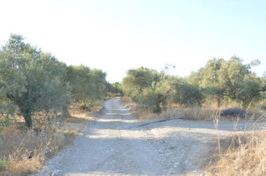 Yunanistan 'ın Rodos adasında zeytin bahçesi