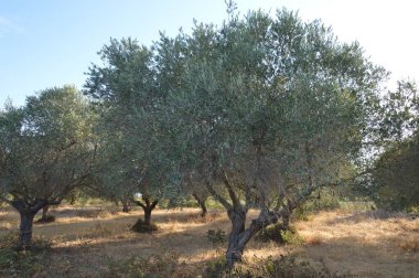 Yunanistan 'ın Rodos adasında zeytin bahçesi
