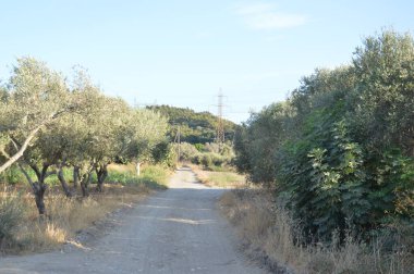 Yunanistan 'ın Rodos adasında zeytin bahçesi