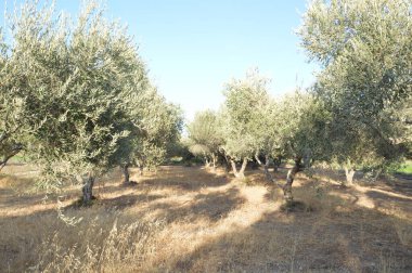 Yunanistan 'ın Rodos adasında zeytin bahçesi