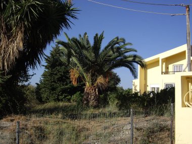 Yunanistan 'ın Rodos adasında palmiye ağacı yetişiyor