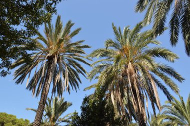 Yunanistan 'ın Rodos adasında palmiye ağacı yetişiyor