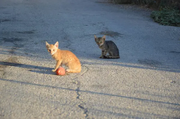 Gatos Gatos Ilha Rodes Grécia — Fotografia de Stock