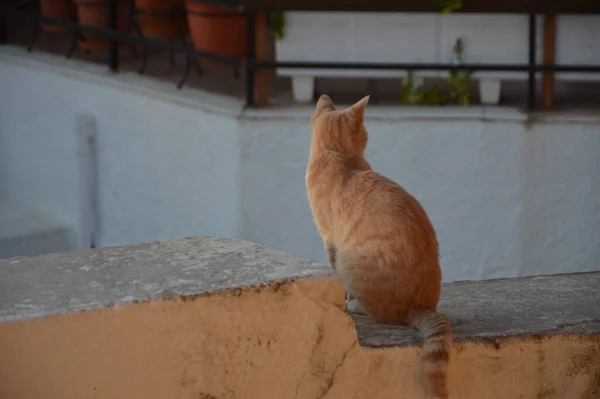 Katzen Und Katzen Auf Der Griechischen Insel Rhodos — Stockfoto