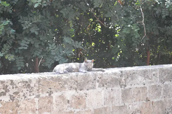 그리스의 로도스 고양이와 고양이 — 스톡 사진