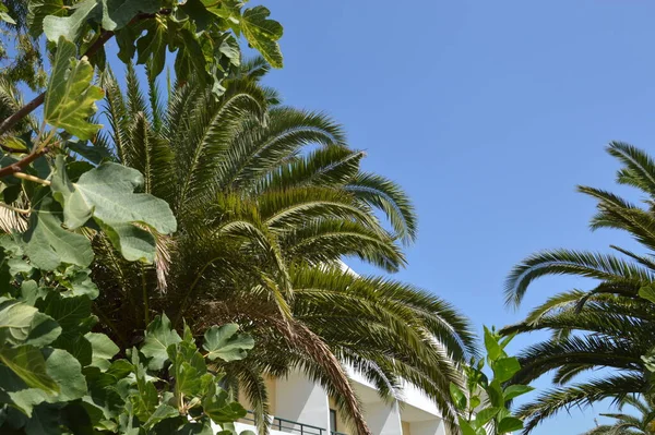 Palmeira Cresce Ilha Rodes Grécia — Fotografia de Stock
