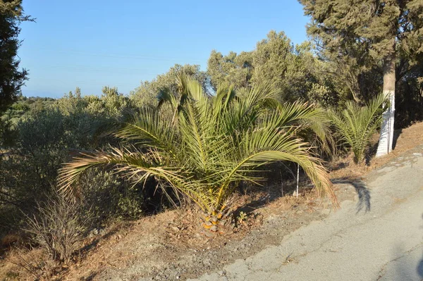 Palmy Rostou Ostrově Rhodos Řecku — Stock fotografie