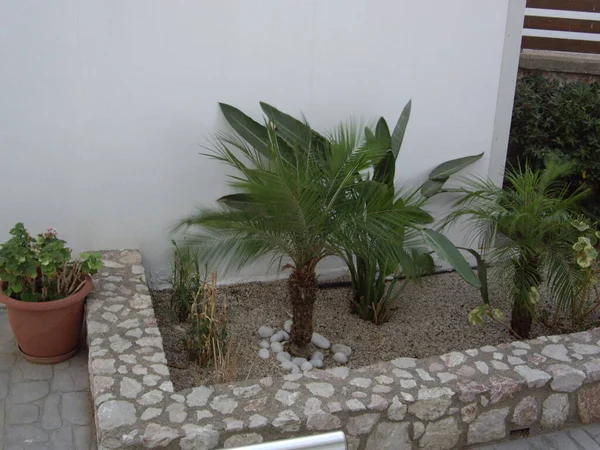 Palme Wächst Auf Der Griechischen Insel Rhodos — Stockfoto