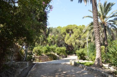 Yunanistan 'ın Rodos adasında tropik çam ağaçları