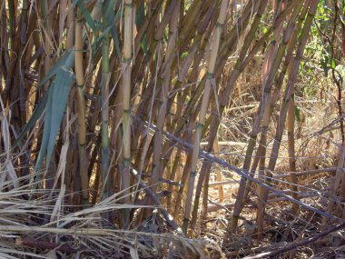 Yunanistan 'ın Rodos adasındaki Ege kıyısında bambu yetişiyor