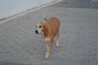 Köpek kaldırımlı köy yolunda yürüyor.