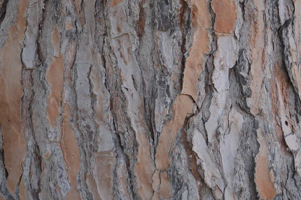希腊罗得岛上的松树树皮 — 图库照片