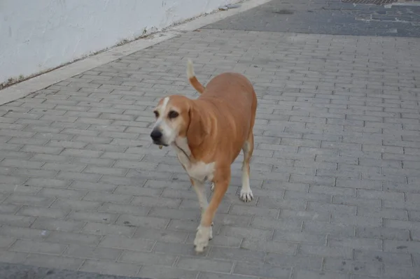 Köpek Kaldırımlı Köy Yolunda Yürüyor — Stok fotoğraf