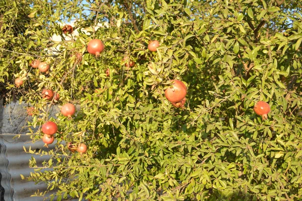 Rijpe Rode Granaatappels Groeien Een Boom — Stockfoto