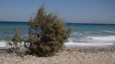 Yunanistan 'ın Rodos adasında Ege kıyısında ağaçlar yetişiyor