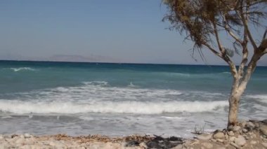 Yunanistan 'ın Rodos adasında Ege kıyısında ağaçlar yetişiyor