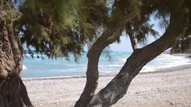 Yunanistan 'ın Rodos adasında Ege kıyısında ağaçlar yetişiyor